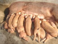 三元杂交苗猪图片3