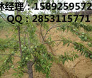 蜂糖李子苗，涪陵蜂糖李，涪陵蜂糖李子苗市场价值图片