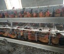 供应黑土鸡苗，乌鸡苗，双冠土鸡苗，绿壳蛋