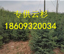 临洮云杉苗木-临洮云杉苗圃图片