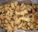 山东生姜基地大量低价批发大姜小姜老姜价格图片