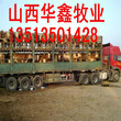 山西小牛犊价格肉牛犊价格图片