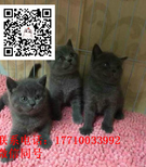 萌宠纯种蓝猫价格促销图片2