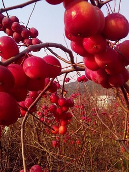 映雪红铃苹果图片