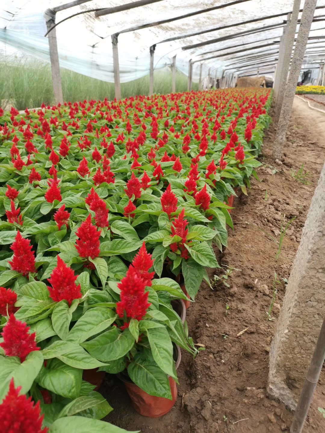 山东青州草花批发基地图片