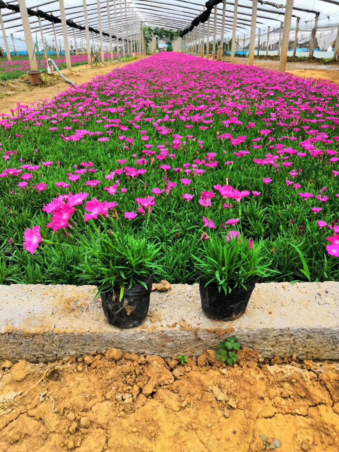 山东青州草花批发基地图片