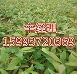 忻州红叶李批发价格,2-10公分红叶李批发价图片2