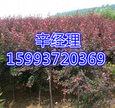 忻州红叶李批发价格,2-10公分红叶李批发价图片1