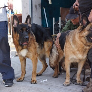 德国牧羊犬多少钱一只