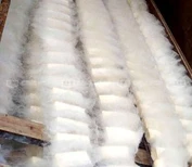 毛霉的包囊孢子腐乳毛霉菌种毛豆腐菌种毛霉菌粉安徽毛豆腐图片1