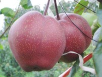黄梨树苗当年结果图片4