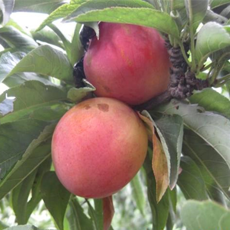 碧綠紅心李子樹種苗滁州李子樹種苗示範園