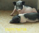 2017年巴马香猪价格巴马香猪多少钱一个