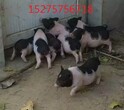 巴马香猪养殖场最新巴马香猪价格最新巴马香猪价格图片