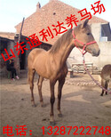 江西哪里有儿童骑乘马大型养殖场荷兰温血马纯血马价格图片2