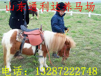江西哪里有儿童骑乘马大型养殖场荷兰温血马纯血马价格图片3