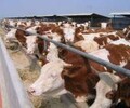 黄牛犊价格育肥牛苗价格西门塔尔牛犊批发包成活量大优惠