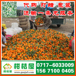 河南省济源市特早蜜橘大量批发江西信丰特早柑桔集贸市场图片4