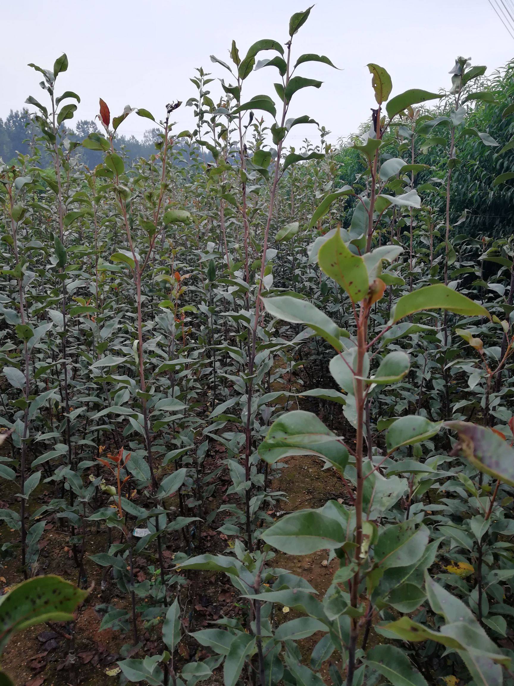 湖南农科院果树苗基地图片