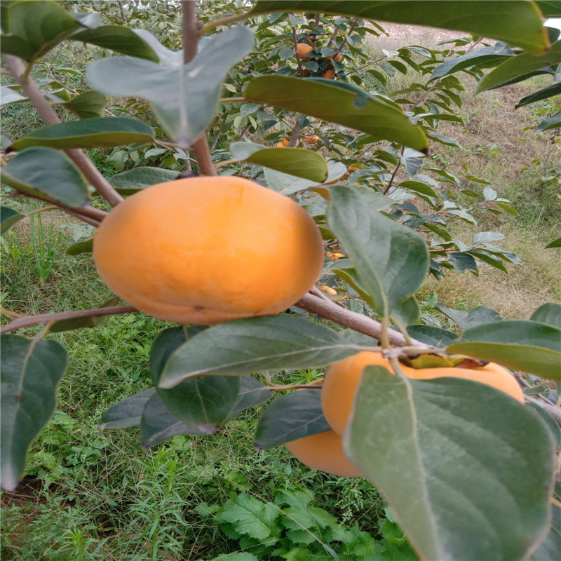 三公分太秋當年掛果種植技術三公分甜柿種植季節