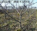 7公分8公分山楂树大量低价出售图片