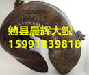 娃娃鱼质优价美