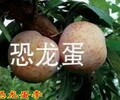 金太阳李子苗.金太阳李子苗安徽省李子树苗