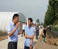 脆红李子苗.脆红李子苗安徽省李子树苗厂家直销