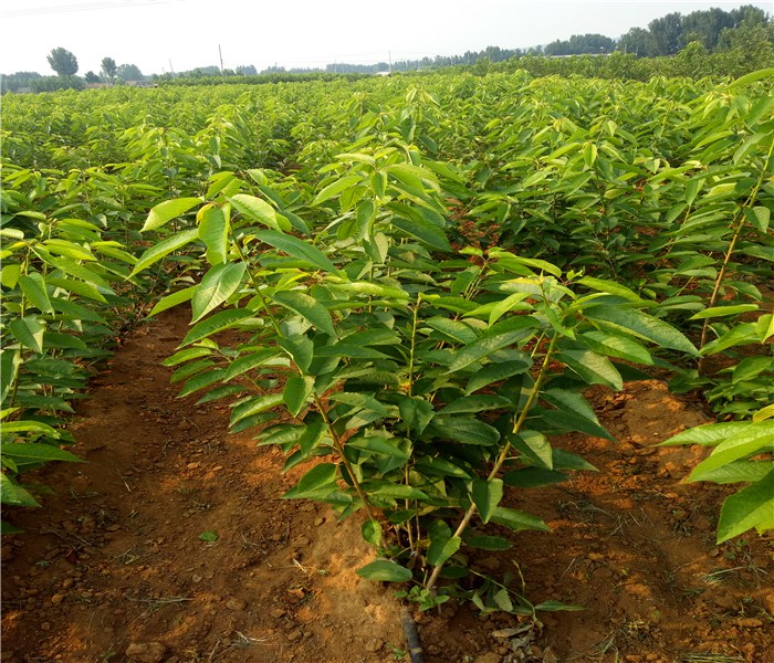 櫻桃樹苗的種植方法