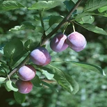 火花冰脆李子苗优质报价种植技术图片1