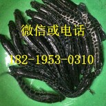 广东茂名罗非鱼苗批发，云浮白鲳鱼苗批发图片3