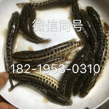 常德桂花鱼苗衡阳叉尾鱼苗湘潭黑鱼苗批发