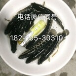 深圳草鱼苗广州长江草鱼苗东莞草鲩鱼苗批发图片4