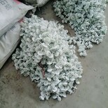 猪场自动饲喂料线自动化喂料系统图片4