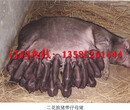 二花脸母猪养殖基地图片