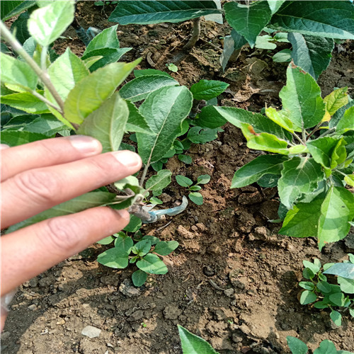维纳斯黄金苹果苗供应苹果苗一棵结多少斤