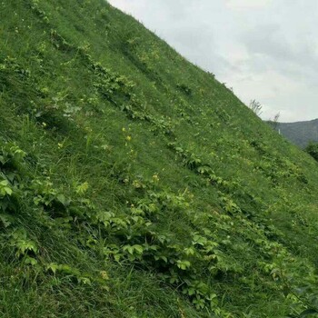 承德哪有客土喷播植草边坡绿化施工的多少钱一平方