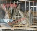 贵州六盘水肉兔好养殖吗?利润怎么样