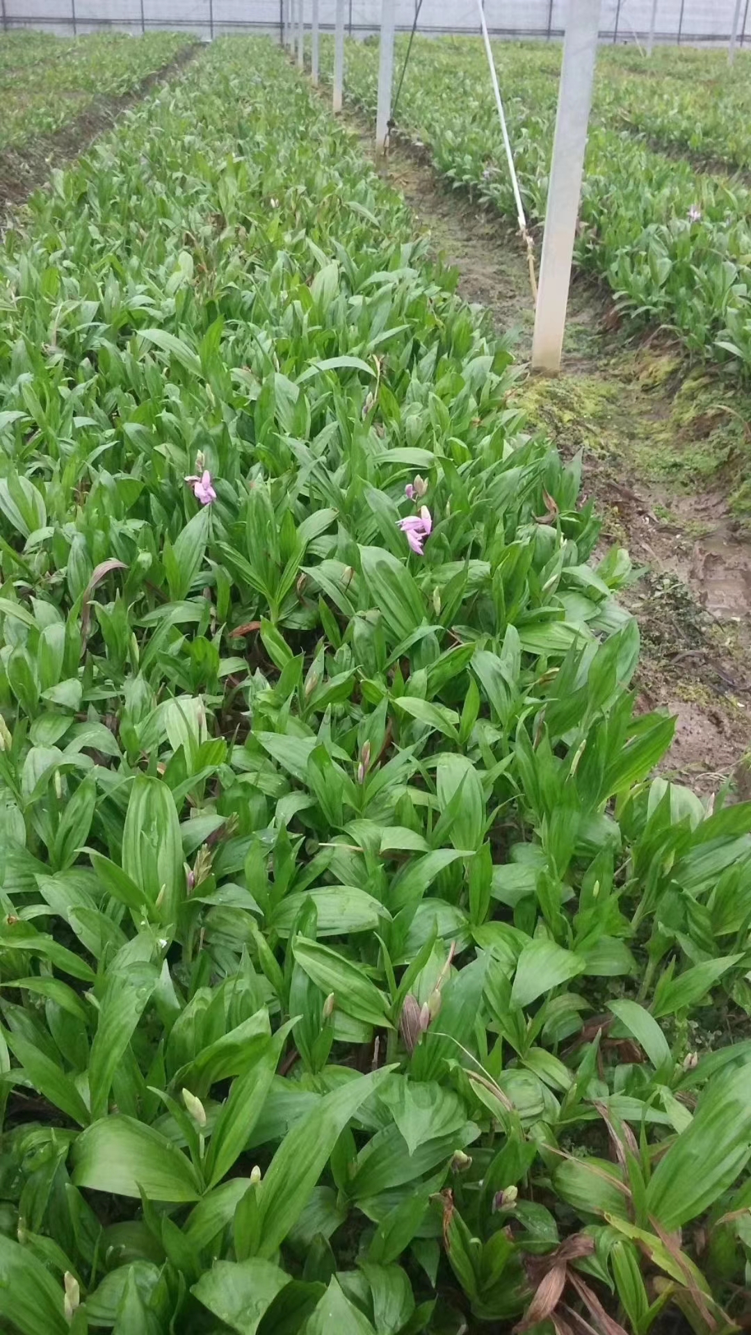 湖北省咸宁市三叉紫花白芨年亩产量