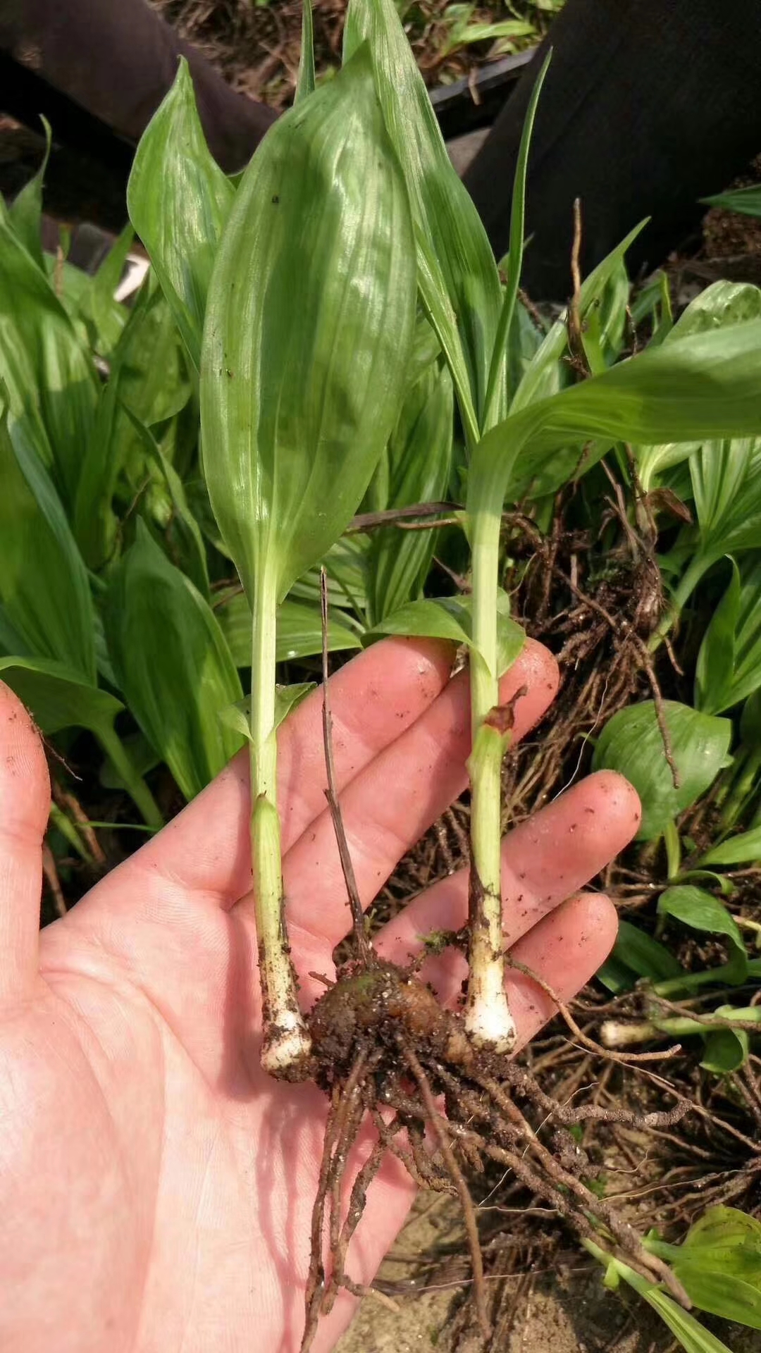 湖北省宜昌市白芨苗價格