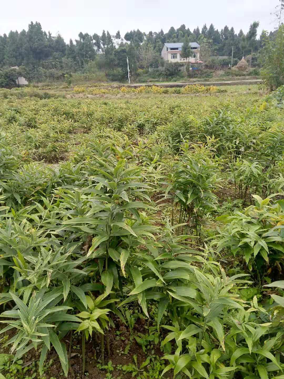 雲南省曲靖市中藥材種植基地