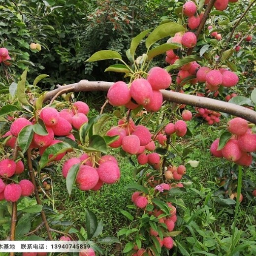 三年鸡心果树苗，鸡心果树苗