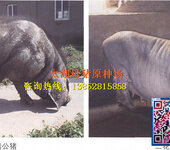 资阳生猪 不含种猪 的饲养