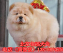 纯种松狮犬多少钱肉嘴松狮自家精品松狮犬保健康三个月