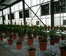 厂家直销种植采暖设备，种植采暖锅炉
