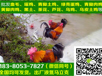 万源黑瑶鸡鸡苗多少钱,黑瑶鸡鸡苗代理点图片3