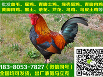 万源黑瑶鸡鸡苗多少钱,黑瑶鸡鸡苗代理点图片4