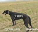 通辽哪里有卖全活格力犬的/多少钱一只图片