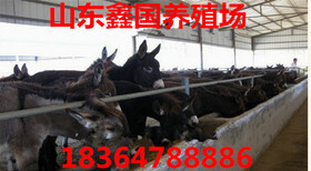 今日当天肉牛价格报价图片4