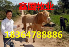 今日当天肉牛价格报价图片0